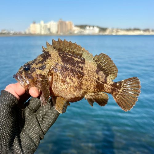 ムラソイの釣果
