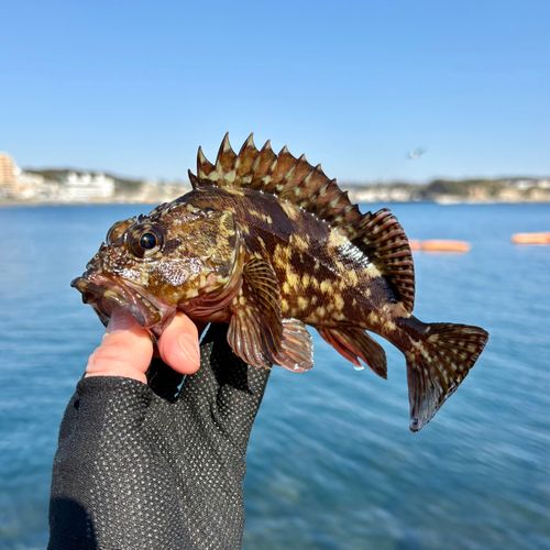カサゴの釣果