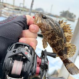 タケノコメバル