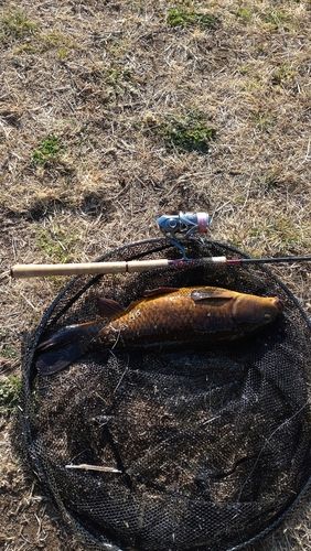 コイの釣果