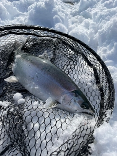 サクラマスの釣果