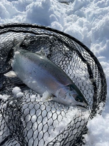 サクラマスの釣果