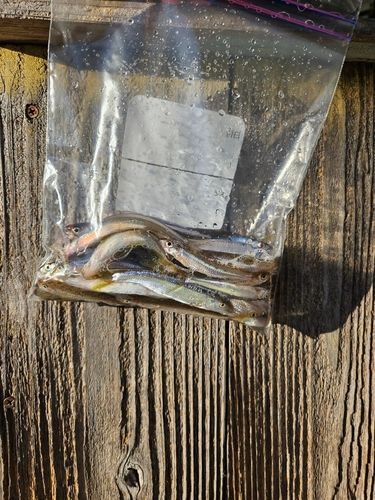 ワカサギの釣果