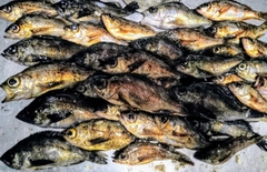 メバルの釣果