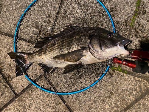 クロダイの釣果