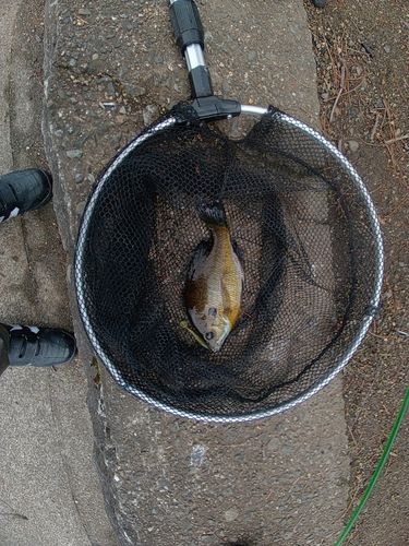 ブルーギルの釣果