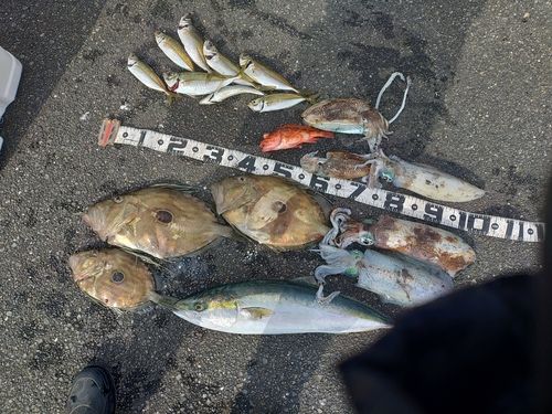 ハマチの釣果