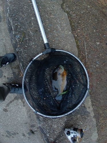 ブルーギルの釣果