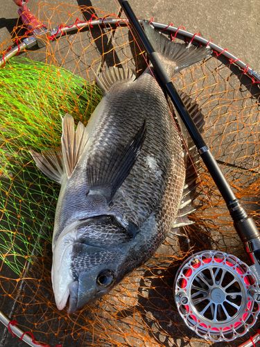 チヌの釣果