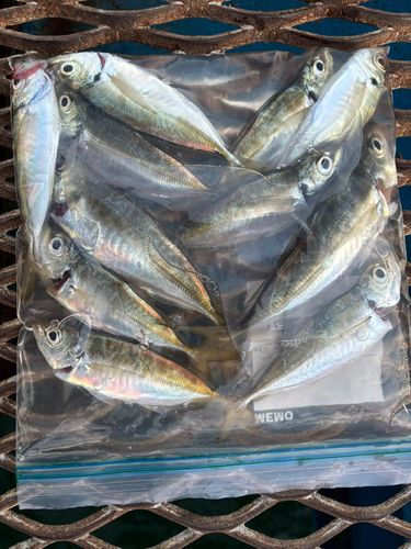 マアジの釣果