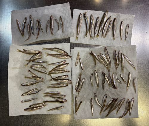 ワカサギの釣果