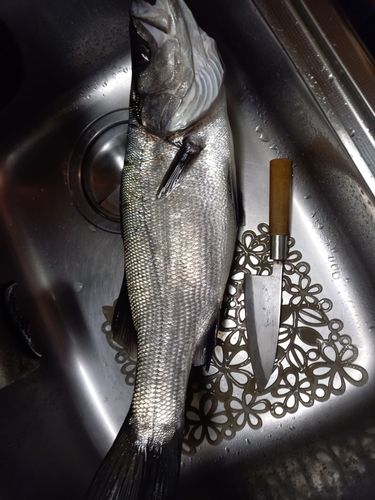 東京湾（アクアライン〜富津）