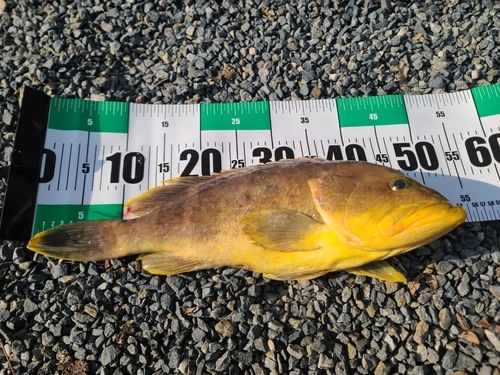 アオハタの釣果