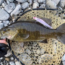 スモールマウスバス