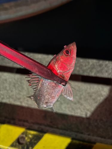 セイゴ（ヒラスズキ）の釣果