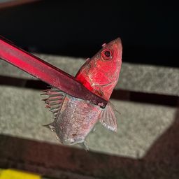 セイゴ（ヒラスズキ）