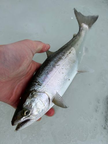 サクラマスの釣果