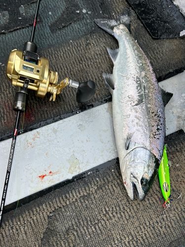 サクラマスの釣果