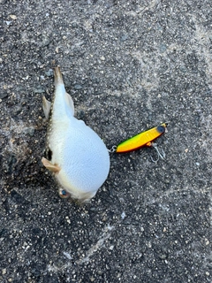 クサフグの釣果