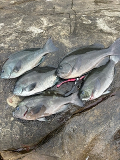 グレの釣果