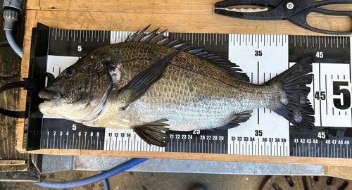 クロダイの釣果