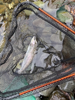 ニジマスの釣果