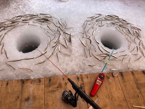 ワカサギの釣果