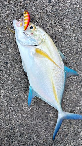 カスミアジの釣果