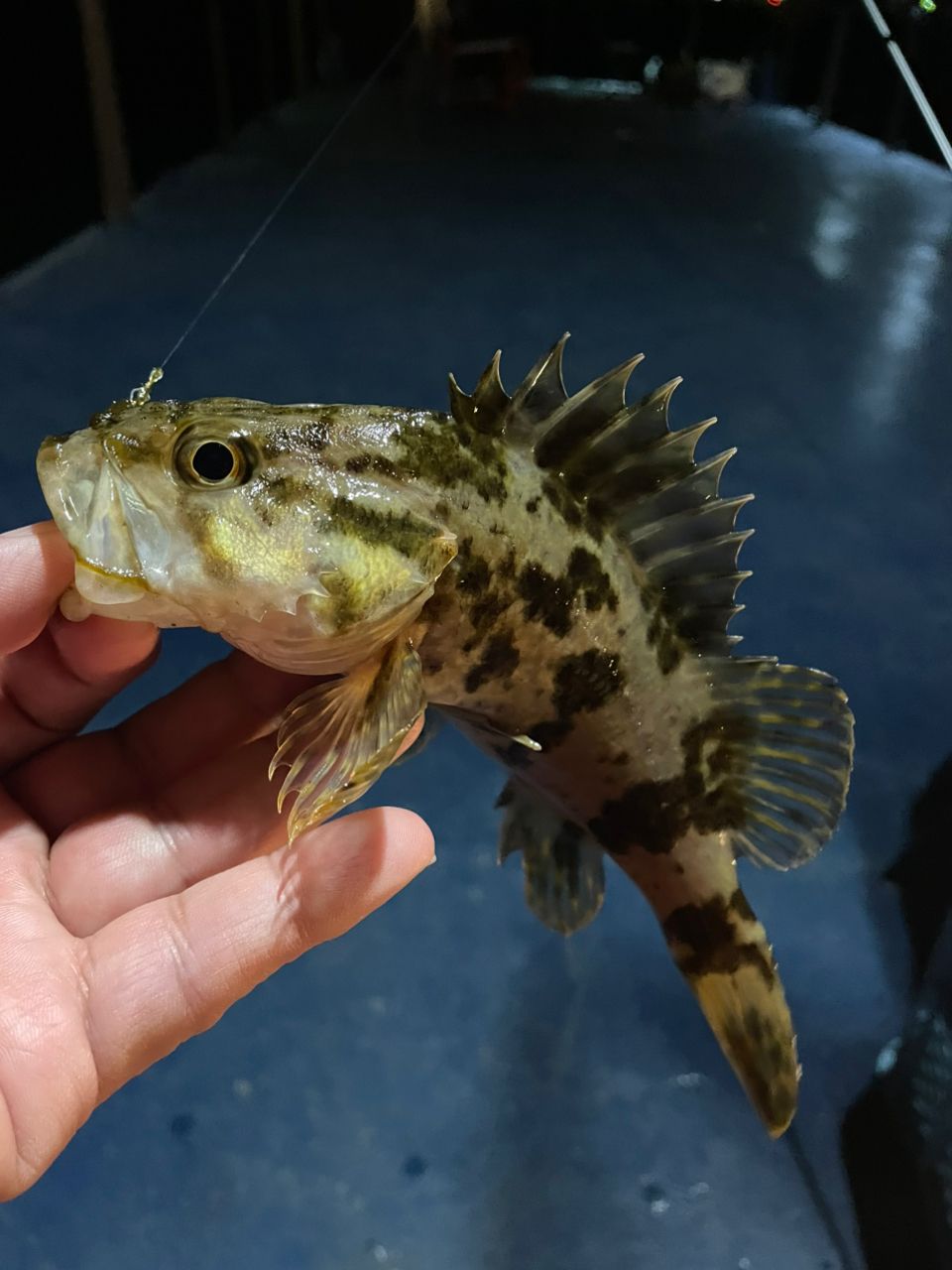 タケノコメバル