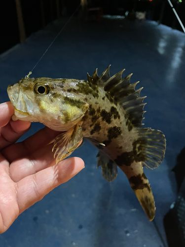 タケノコメバルの釣果