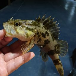 タケノコメバル