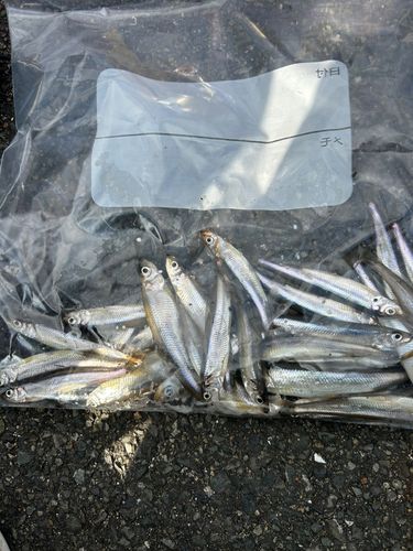 ワカサギの釣果