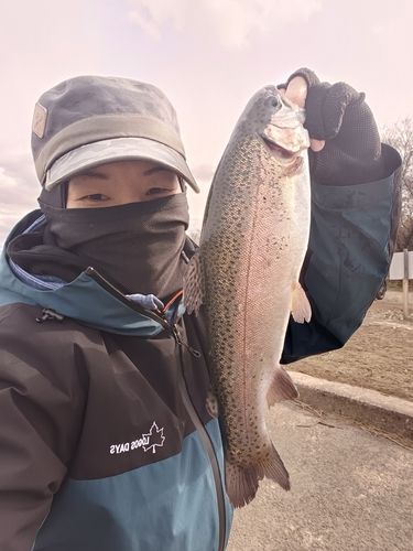 ニジマスの釣果