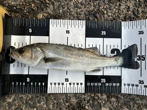 フッコ（マルスズキ）の釣果