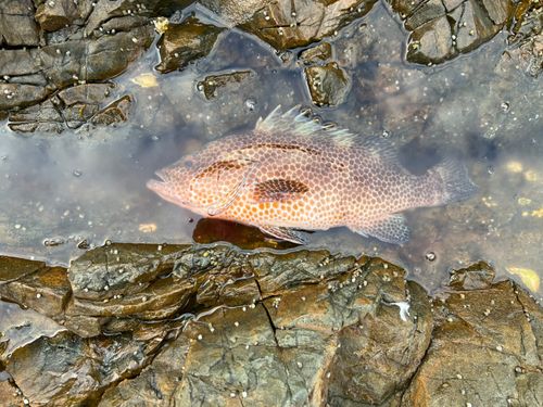 オオモンハタの釣果