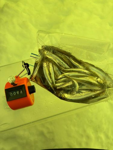 ワカサギの釣果