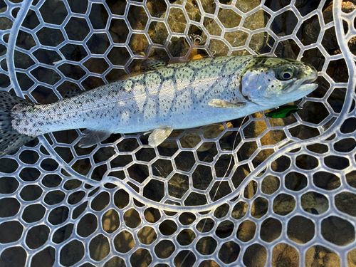 ニジマスの釣果