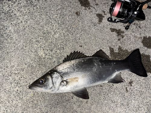 セイゴ（ヒラスズキ）の釣果