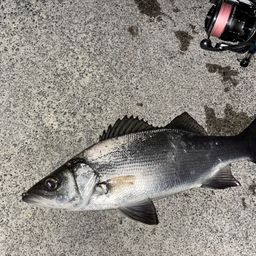 セイゴ（ヒラスズキ）