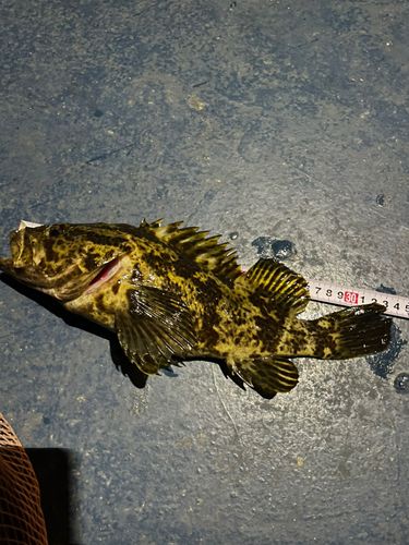 タケノコメバルの釣果