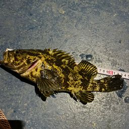 タケノコメバル