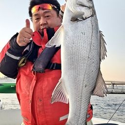 フッコ（ヒラスズキ）