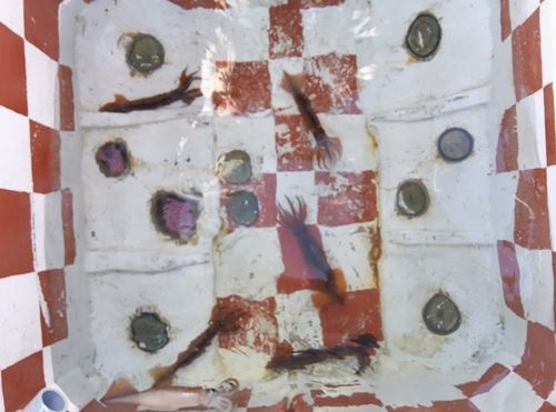 スルメイカの釣果