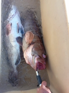 マハタの釣果