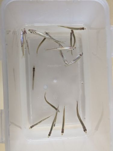 つがる市野池群