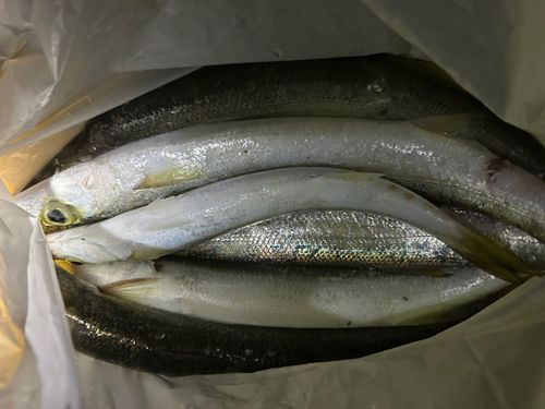 カマスの釣果