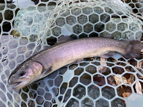 リヴァスポット早戸