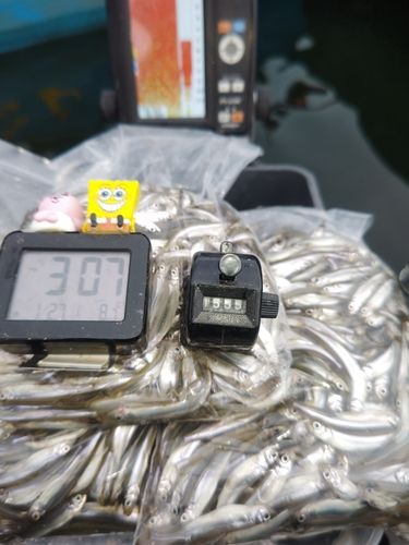 ワカサギの釣果