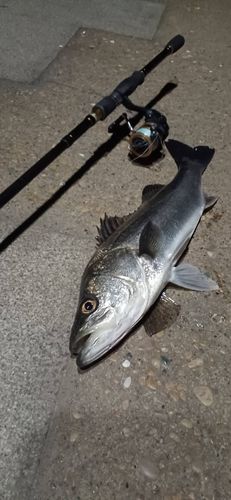 船橋港親水公園