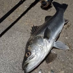 フッコ（マルスズキ）